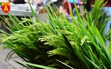 Lúa trổ đòng đắt khách ở chợ hoa Hàng Lược